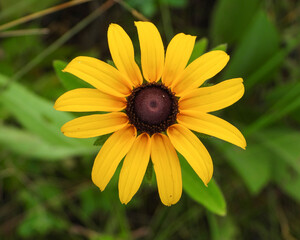 Rudbeckia hirta | Black-eyed Susan | Native North American Prairie Wildflower 