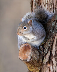 squirrel portrait