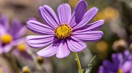 Fototapeta premium A single purple flower blooms brightly in sunlight
