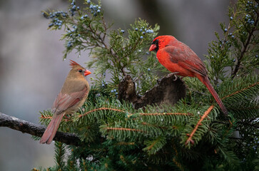 male and female cardinal on pine branch