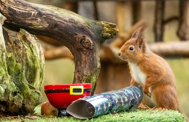 Close up of a hungry little scottish red squirrel in the forest eating nuts from a festive Santa bowl