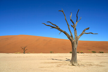 Amazing dead trees left on the salt pan clay surface between the dunes known as Deadvlei in Sossusvlei, Namibia.