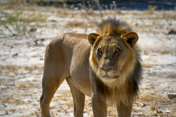 Close up of an adult male lion in Etosha, Namibia