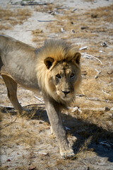 Close up of an adult male lion in Etosha, Namibia
