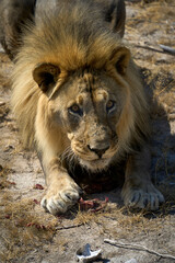 Fototapeta premium Close up of a fluffy adult male lion in Etosha, Namibia