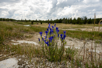 Small Group of Gentians Bloom Near Nez Perce Creek