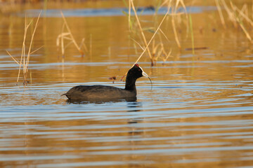 Focha cornuda fulica cristata en su habitat del parque natural el hondo con reflejos dorados en el agua