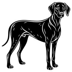 Weimaraner  dog black silhouette vector with white background