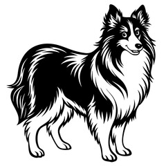 Shetland sheepdog dog black silhouette vector with white background