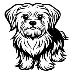 Maltese dog black silhouette vector with white background