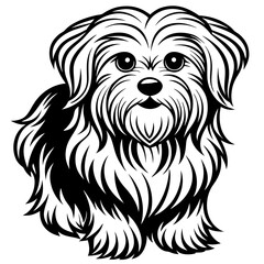 Maltese dog black silhouette vector with white background