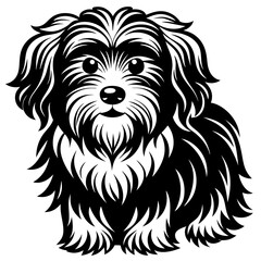 Havanese dog black silhouette vector with white background
