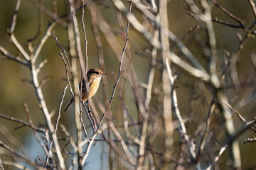a female stonechat (Saxicola rubicola) perched high on a winter branch