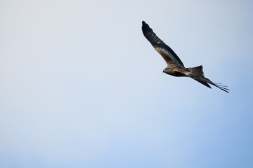 close-up of a red kite (Milvus milvus) in flight, blue sky