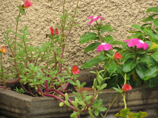 Flores e plantas diversas.