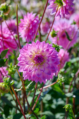 Obraz premium dahlia Miss Delilah, pink with white petals