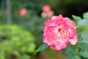 Flores no jardim