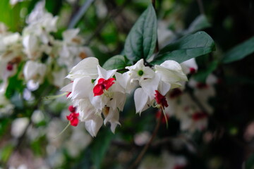 Flores no jardim