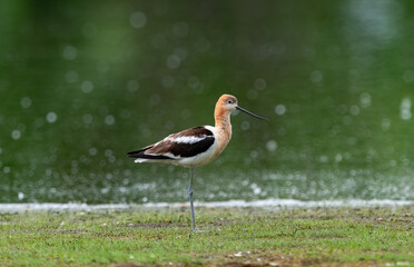 American Avocet standing alone on one leg in an open grassy field against a green lake background.