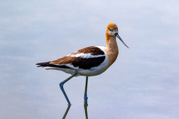 An American Avocet in calm shallow waters tilts its head towards the light to create this wonderful close up portrait.