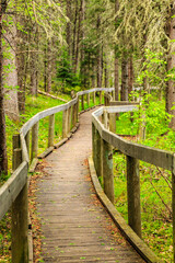A wooden walkway in a forest with trees on both sides