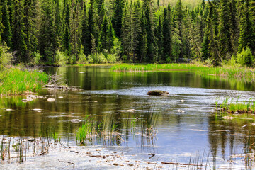 A calm lake surrounded by trees with a rock in the middle