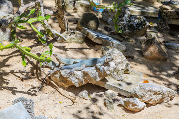 A lizard is laying on a rock in the desert