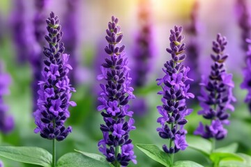 Obraz premium purple salvia, sunlight highlights, selective soft focus, shallow depth of field, natural background