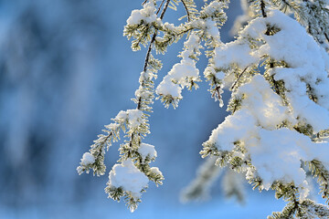 Snow covered spruce tree branches.