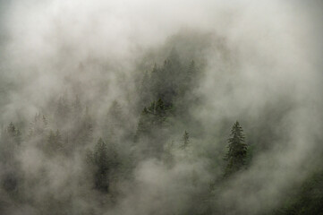 Landscape photography of a coniferous forest in dense fog in the French Alps, moody atmosphere,...