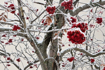 Bright red mountain ash berries on a snowy tree.