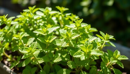 Obraz premium Fresh green mint leaves growing in sunlight.
