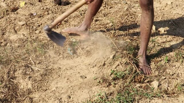closeup of farmers weeding rice fields with shovels for cultivation. The concept of organic farming and ecological vegetable growing. Plantation, worker digs fertile land with shovel, growing. 