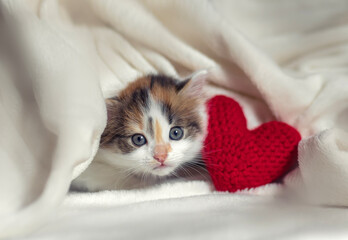 cute little blue eyed kitten peeking out from a warm white blanket with his face poked out next to a red heart