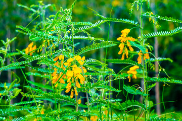 Yellow flowers in tropical nature in Ao Nang Krabi Thailand.