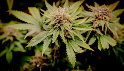 close up of marijuana