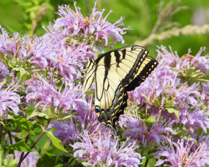 Monarda fistulosa | Wild Bergamot | Native North American Prairie Wildflower