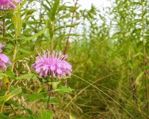 Monarda fistulosa | Wild Bergamot | Native North American Prairie Wildflower