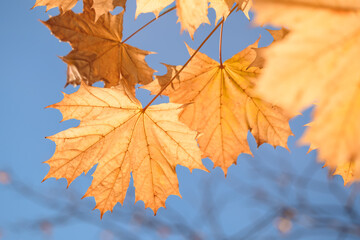 A leaf is hanging from a tree branch. leaf is yellow and has brown spots. sky is blue and clear. autumn background