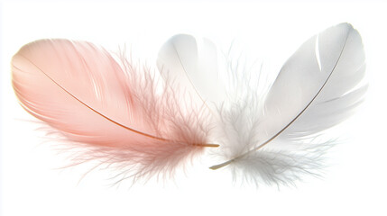 Obraz premium A light feather floating downward.