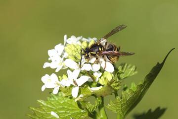 Close up face of a queen of a common wasp (Vespula vulgaris), family Vespidae. On flowers of garlic mustard (Alliaria petiolata). Spring, May.	