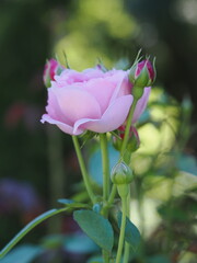 Kwiat róży z płatkami w różowym kolorze © Nature Observatory