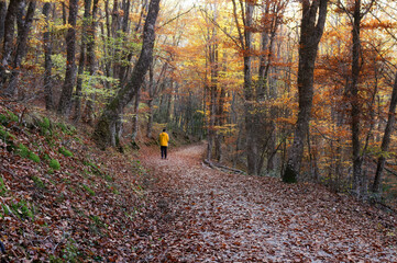 person in yellow clothes in the autumn forest