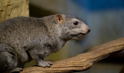 The Rock Hyrax (Procavia capensis), also called Arabian Rock Hyrax, Dassie, Cape Hyrax, or Rock Rabbit.