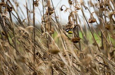 a great tit (Parus major) feeds in winter