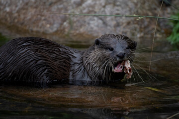 The Asian Small-Clawed Otter (Aonyx cinereus), also known as the Asian Short-Clawed Otter, Oriental Small-Clawed Otter and the Small-Clawed Otter.