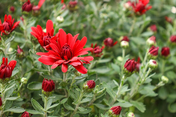 Autumn flowers, red chrysanthemums in the garden,