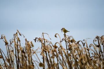 a greenfinch (Chloris chloris) perched on winter foliage