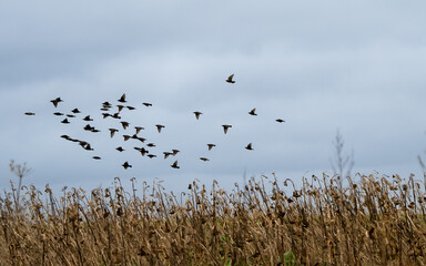 a large flock of hundreds of starlings (Sturnus vulgaris) flying low over a winter sunflower crop