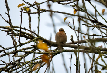 a male chaffinch (Fringilla coelebs) sat in a winter bush 
